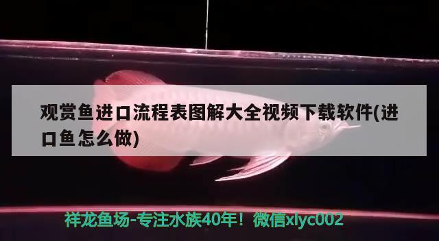 觀賞魚進口流程表圖解大全視頻下載軟件(進口魚怎么做)