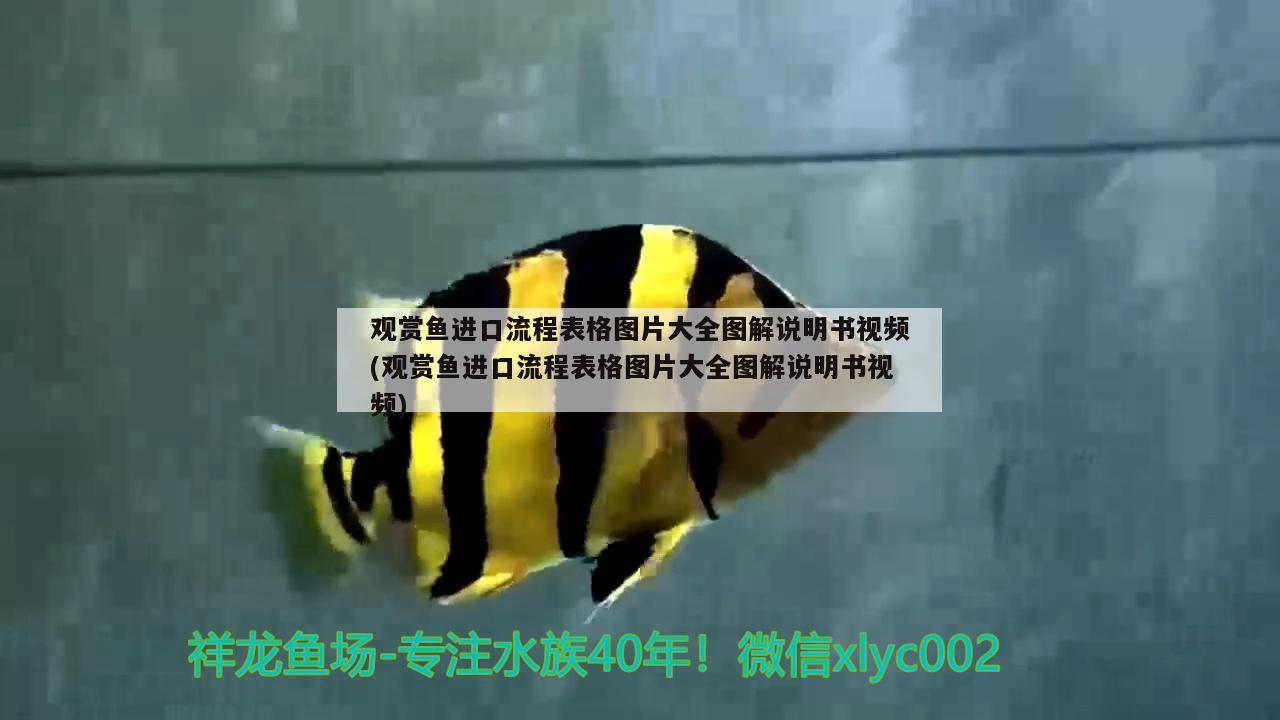 觀賞魚進(jìn)口流程表格圖片大全圖解說明書視頻(觀賞魚進(jìn)口流程表格圖片大全圖解說明書視頻) 觀賞魚進(jìn)出口