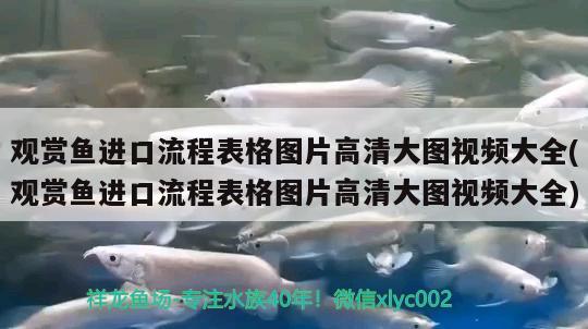 觀賞魚進口流程表格圖片高清大圖視頻大全(觀賞魚進口流程表格圖片高清大圖視頻大全) 觀賞魚進出口