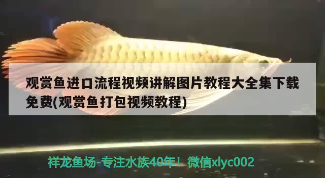 觀賞魚進口流程視頻講解圖片教程大全集下載免費(觀賞魚打包視頻教程) 觀賞魚進出口