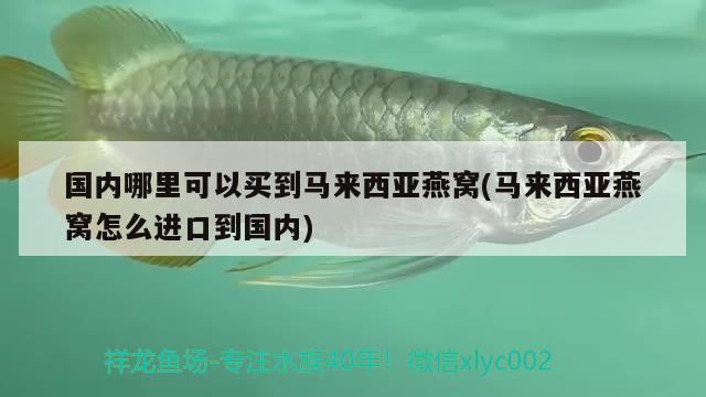 國內(nèi)哪里可以買到馬來西亞燕窩(馬來西亞燕窩怎么進(jìn)口到國內(nèi)) 馬來西亞燕窩