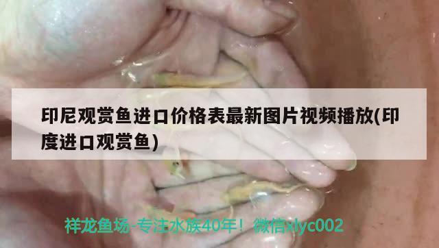 印尼觀賞魚進(jìn)口價(jià)格表最新圖片視頻播放(印度進(jìn)口觀賞魚) 觀賞魚進(jìn)出口