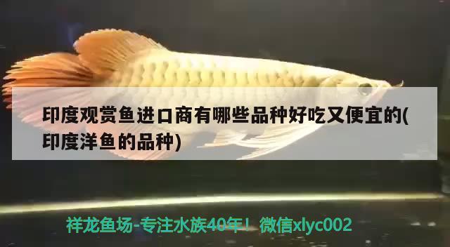 印度觀賞魚進(jìn)口商有哪些品種好吃又便宜的(印度洋魚的品種)