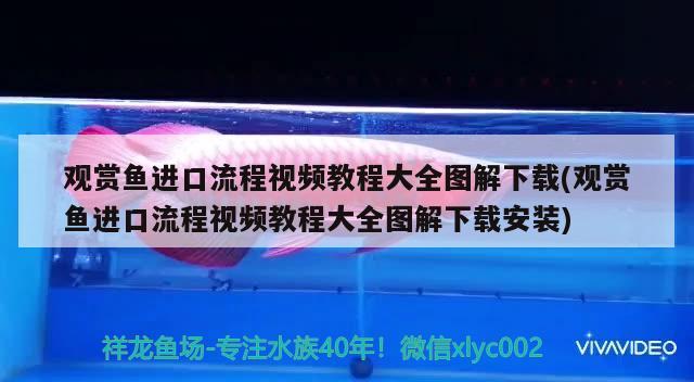 觀賞魚進口流程視頻教程大全圖解下載(觀賞魚進口流程視頻教程大全圖解下載安裝) 觀賞魚進出口