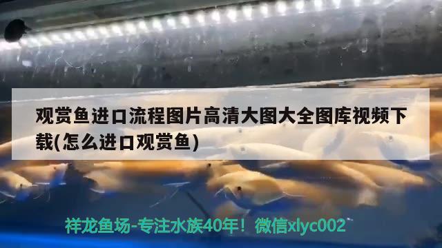 觀賞魚進(jìn)口流程圖片高清大圖大全圖庫視頻下載(怎么進(jìn)口觀賞魚) 觀賞魚進(jìn)出口