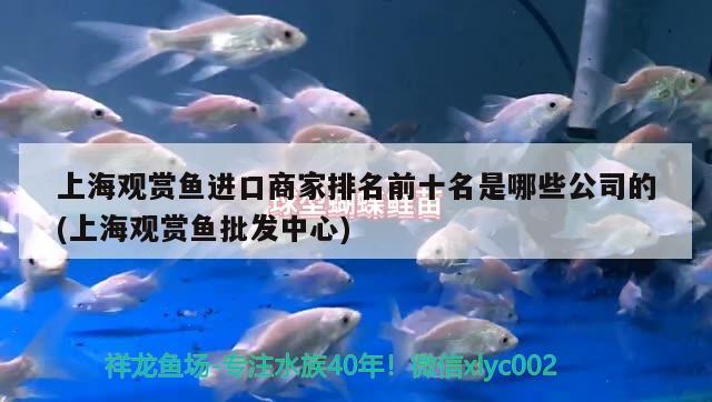 上海觀賞魚進口商家排名前十名是哪些公司的(上海觀賞魚批發(fā)中心) 觀賞魚進出口