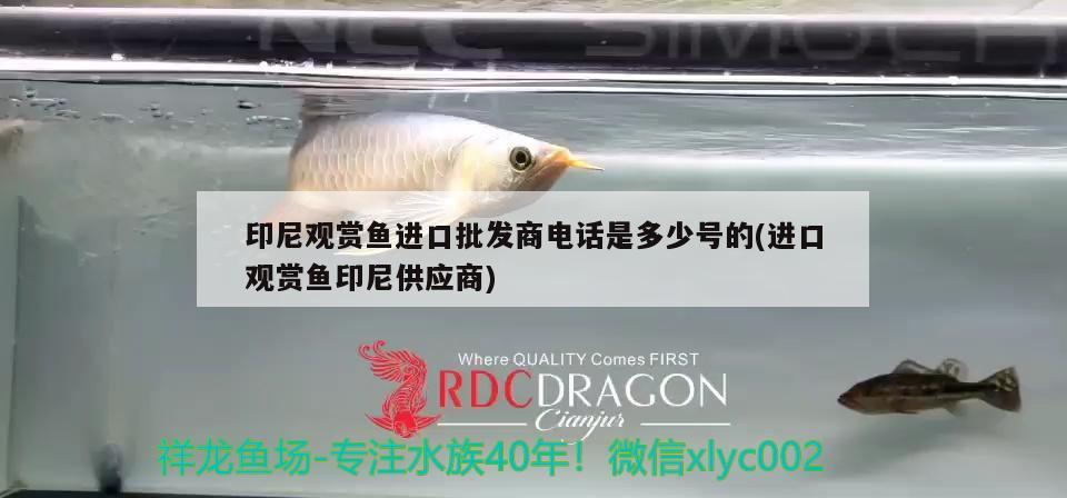 印尼觀賞魚進口批發(fā)商電話是多少號的(進口觀賞魚印尼供應(yīng)商)