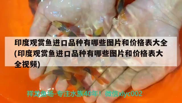 印度觀賞魚進(jìn)口品種有哪些圖片和價(jià)格表大全(印度觀賞魚進(jìn)口品種有哪些圖片和價(jià)格表大全視頻)