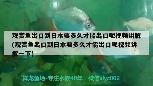 觀賞魚出口到日本要多久才能出口呢視頻講解(觀賞魚出口到日本要多久才能出口呢視頻講解一下)