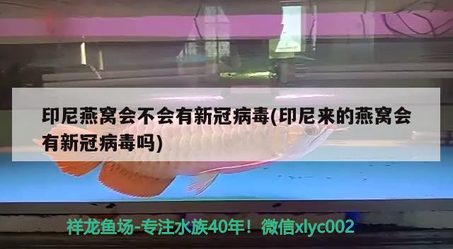 印尼燕窩會不會有新冠病毒(印尼來的燕窩會有新冠病毒嗎) 馬來西亞燕窩