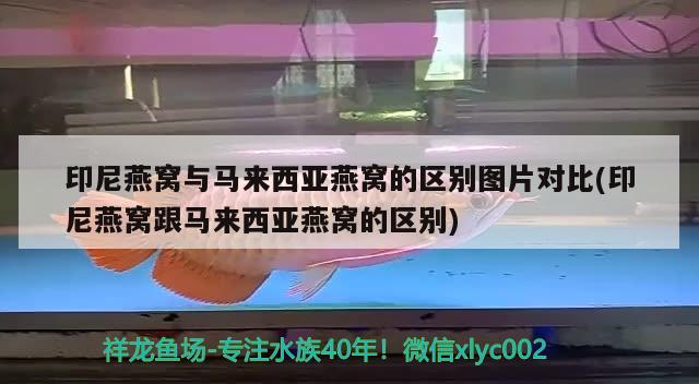 印尼燕窩與馬來西亞燕窩的區(qū)別圖片對比(印尼燕窩跟馬來西亞燕窩的區(qū)別) 馬來西亞燕窩