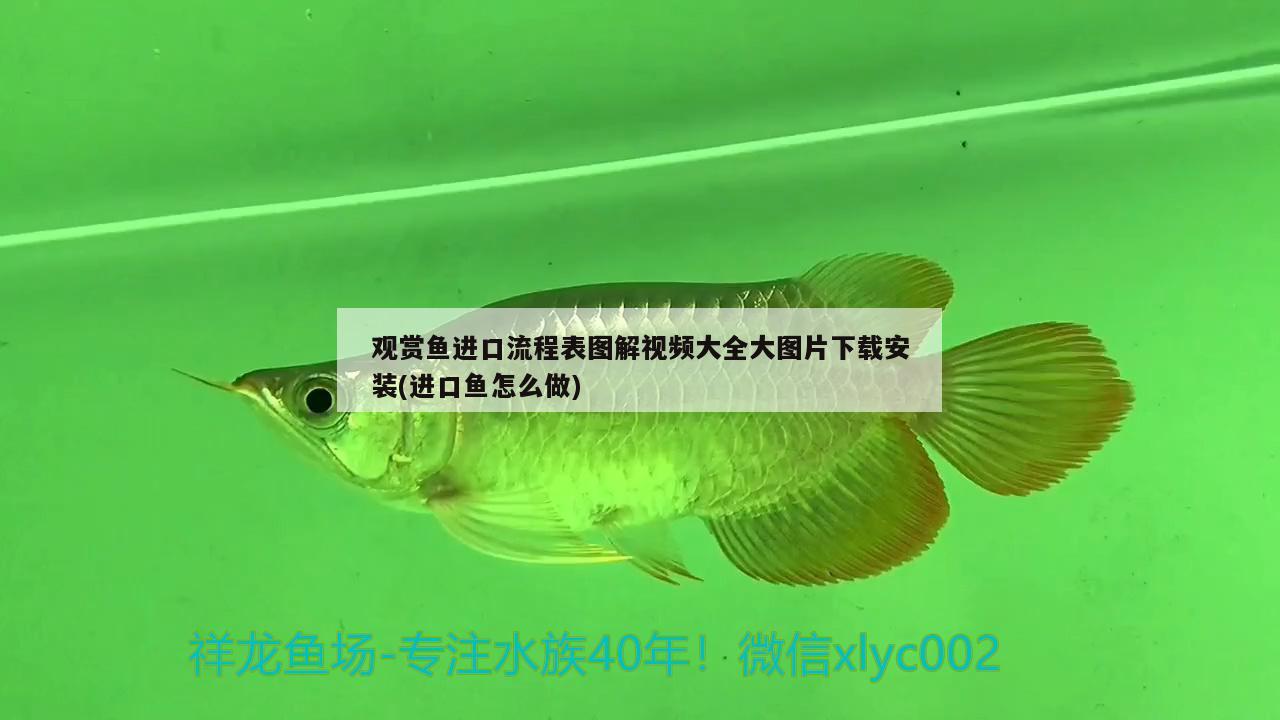 觀賞魚進口流程表圖解視頻大全大圖片下載安裝(進口魚怎么做) 觀賞魚進出口