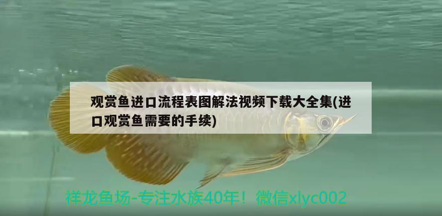 觀賞魚進(jìn)口流程表圖解法視頻下載大全集(進(jìn)口觀賞魚需要的手續(xù)) 觀賞魚進(jìn)出口