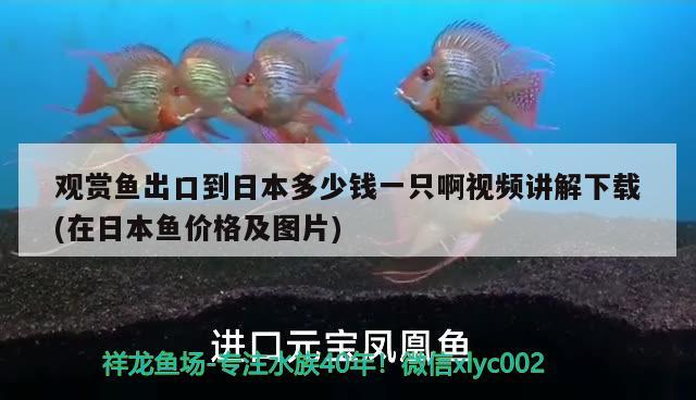 觀賞魚出口到日本多少錢一只啊視頻講解下載(在日本魚價格及圖片)