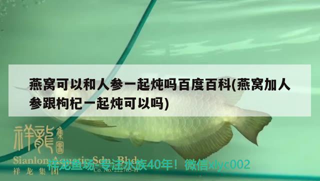 燕窩可以和人參一起燉嗎百度百科(燕窩加人參跟枸杞一起燉可以嗎) 馬來西亞燕窩