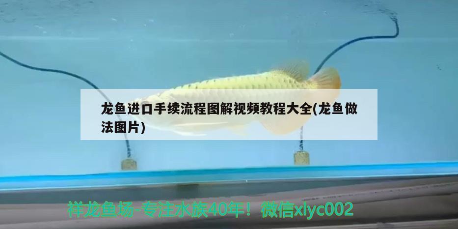 龍魚進(jìn)口手續(xù)流程圖解視頻教程大全(龍魚做法圖片) 觀賞魚進(jìn)出口