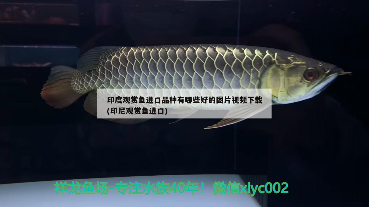 印度觀賞魚進(jìn)口品種有哪些好的圖片視頻下載(印尼觀賞魚進(jìn)口)