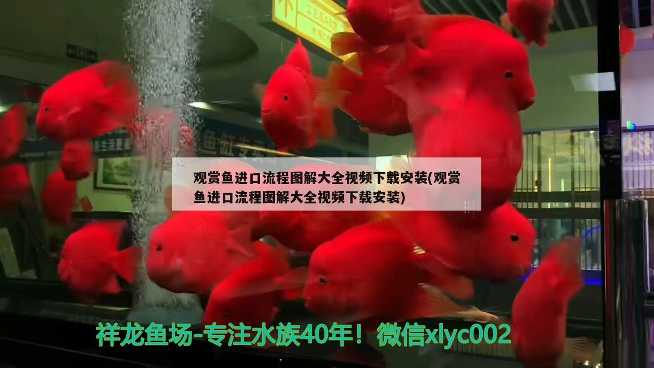 觀賞魚進口流程圖解大全視頻下載安裝(觀賞魚進口流程圖解大全視頻下載安裝)