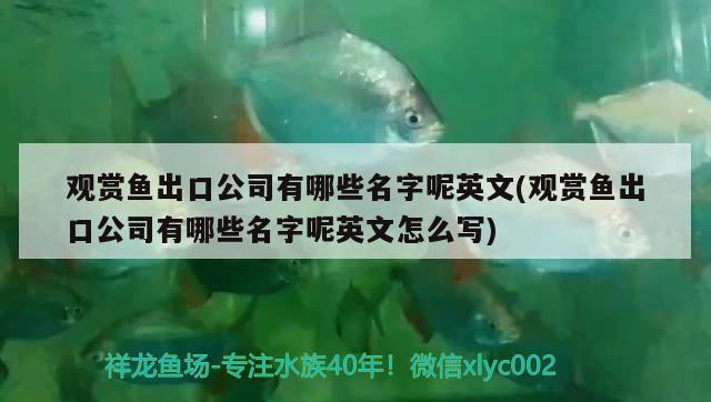 觀賞魚出口公司有哪些名字呢英文(觀賞魚出口公司有哪些名字呢英文怎么寫)