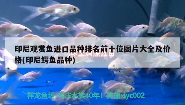 印尼觀賞魚進(jìn)口品種排名前十位圖片大全及價(jià)格(印尼鱷魚品種)