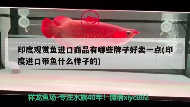 印度觀賞魚進口商品有哪些牌子好賣一點(印度進口帶魚什么樣子的)