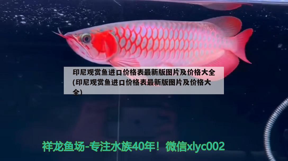 印尼觀賞魚進口價格表最新版圖片及價格大全(印尼觀賞魚進口價格表最新版圖片及價格大全)