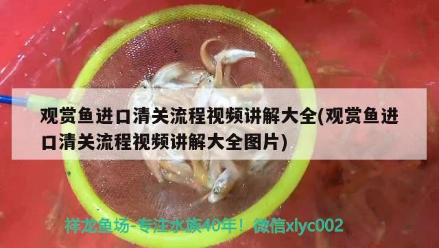 觀賞魚進口清關(guān)流程視頻講解大全(觀賞魚進口清關(guān)流程視頻講解大全圖片)