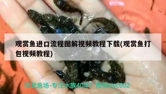 觀賞魚進口流程圖解視頻教程下載(觀賞魚打包視頻教程)