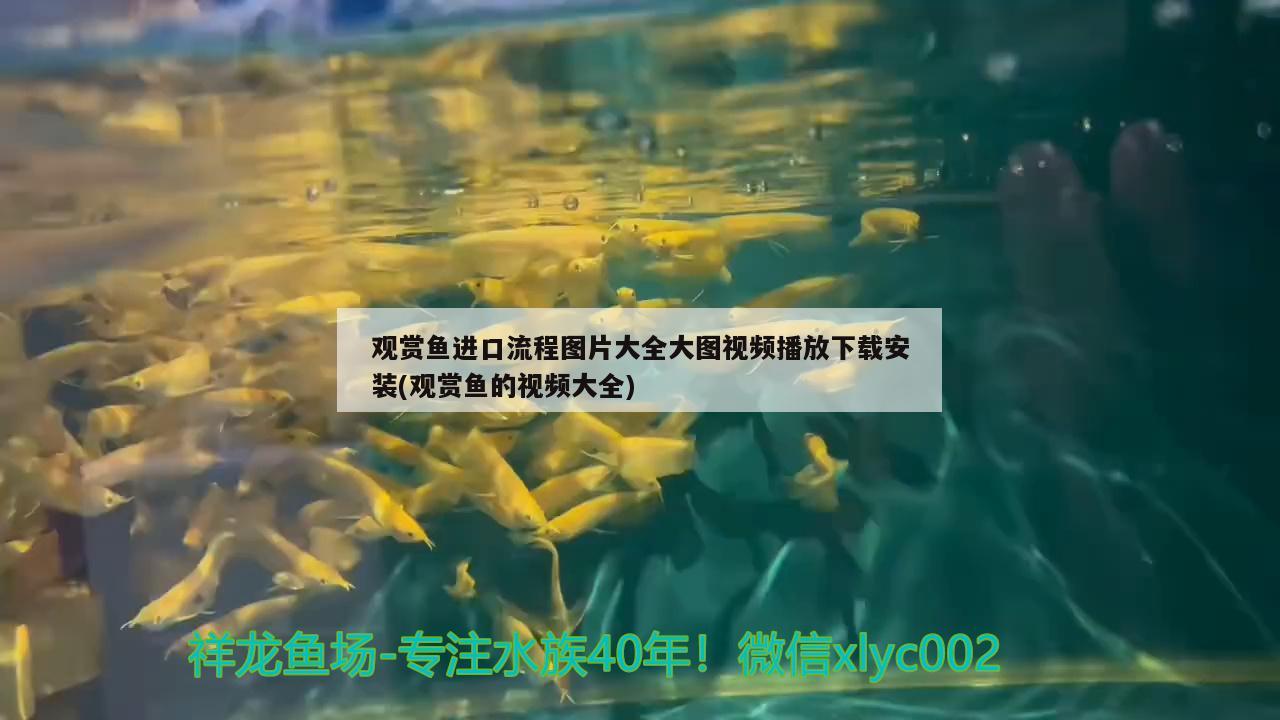 觀賞魚進(jìn)口流程圖片大全大圖視頻播放下載安裝(觀賞魚的視頻大全)