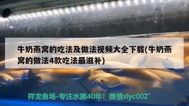 牛奶燕窩的吃法及做法視頻大全下載(牛奶燕窩的做法4款吃法最滋補(bǔ)) 馬來(lái)西亞燕窩