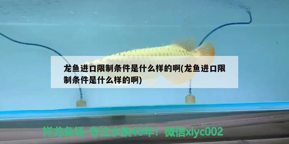 龍魚進口限制條件是什么樣的啊(龍魚進口限制條件是什么樣的啊)