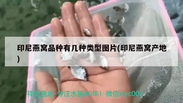 印尼燕窩品種有幾種類型圖片(印尼燕窩產(chǎn)地) 馬來西亞燕窩