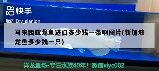 馬來西亞龍魚進(jìn)口多少錢一條啊圖片(新加坡龍魚多少錢一只)