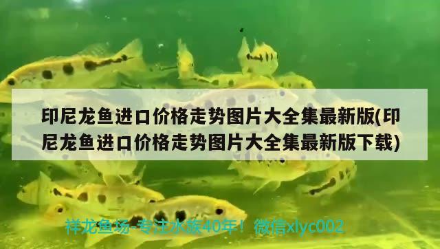 印尼龍魚進(jìn)口價(jià)格走勢(shì)圖片大全集最新版(印尼龍魚進(jìn)口價(jià)格走勢(shì)圖片大全集最新版下載)