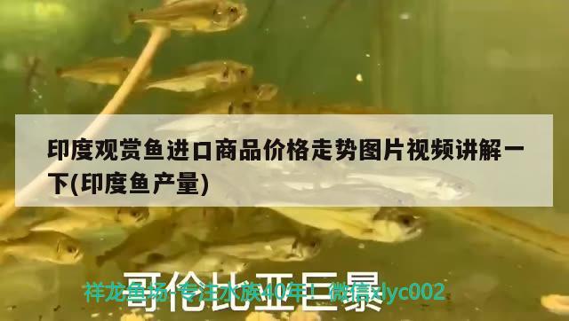 印度觀賞魚進(jìn)口商品價(jià)格走勢圖片視頻講解一下(印度魚產(chǎn)量) 觀賞魚進(jìn)出口