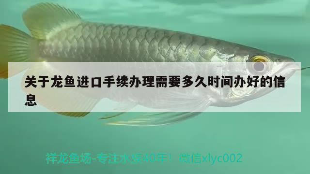 關(guān)于龍魚(yú)進(jìn)口手續(xù)辦理需要多久時(shí)間辦好的信息 觀賞魚(yú)進(jìn)出口