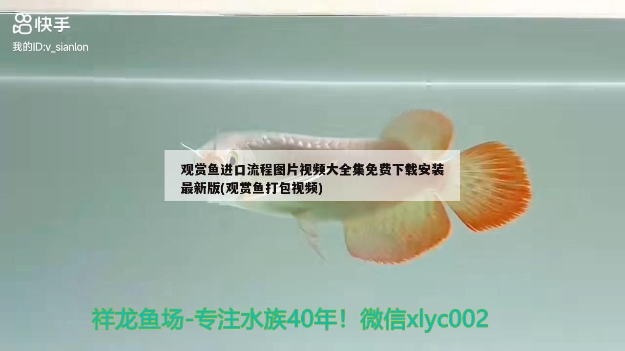 觀賞魚進口流程圖片視頻大全集免費下載安裝最新版(觀賞魚打包視頻)