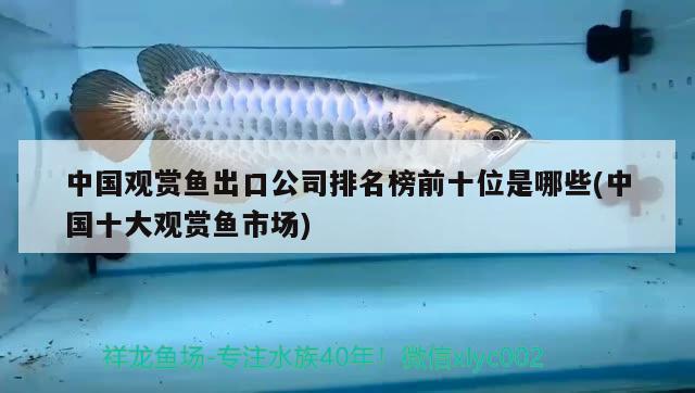 中國觀賞魚出口公司排名榜前十位是哪些(中國十大觀賞魚市場) 觀賞魚進(jìn)出口