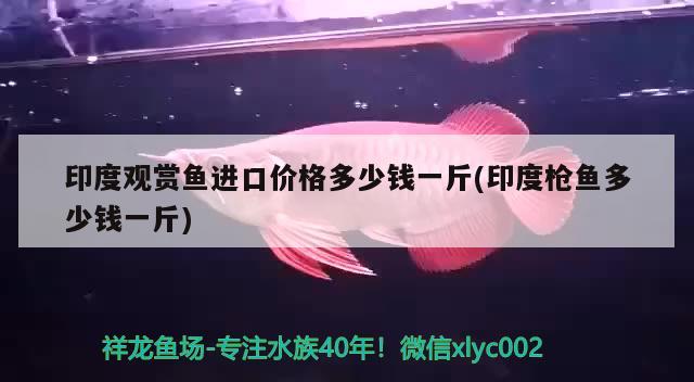 印度觀賞魚進(jìn)口價(jià)格多少錢一斤(印度槍魚多少錢一斤)