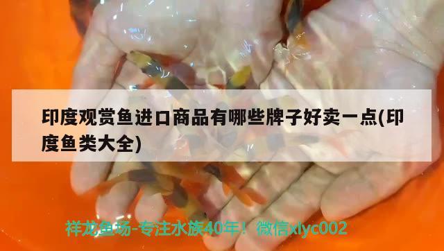 印度觀賞魚進(jìn)口商品有哪些牌子好賣一點(diǎn)(印度魚類大全) 觀賞魚進(jìn)出口 第3張