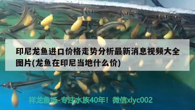 印尼龍魚進(jìn)口價(jià)格走勢(shì)分析最新消息視頻大全圖片(龍魚在印尼當(dāng)?shù)厥裁磧r(jià))