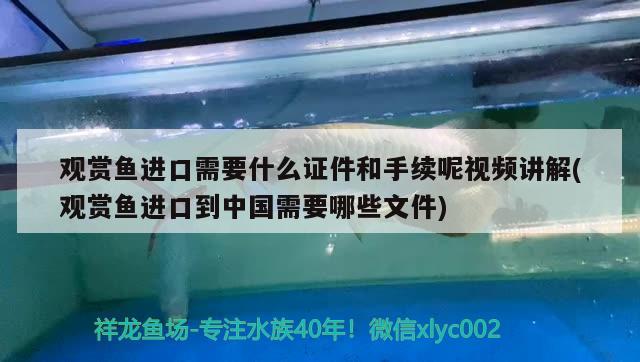 觀賞魚進口需要什么證件和手續(xù)呢視頻講解(觀賞魚進口到中國需要哪些文件) 觀賞魚進出口