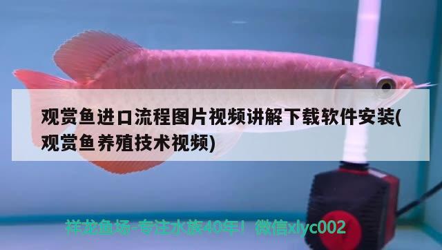 觀賞魚進口流程圖片視頻講解下載軟件安裝(觀賞魚養(yǎng)殖技術(shù)視頻) 觀賞魚進出口