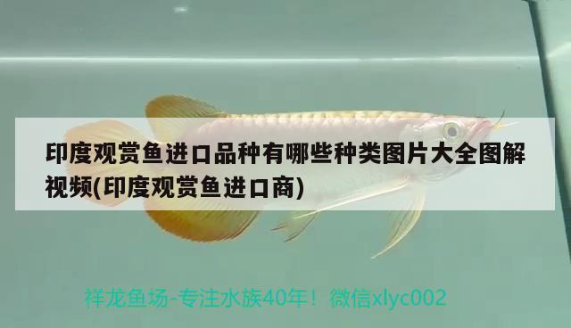 印度觀賞魚進(jìn)口品種有哪些種類圖片大全圖解視頻(印度觀賞魚進(jìn)口商) 觀賞魚進(jìn)出口