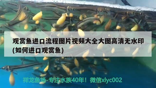 觀賞魚進(jìn)口流程圖片視頻大全大圖高清無水印(如何進(jìn)口觀賞魚) 觀賞魚進(jìn)出口