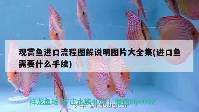 觀賞魚進(jìn)口流程圖解說明圖片大全集(進(jìn)口魚需要什么手續(xù))