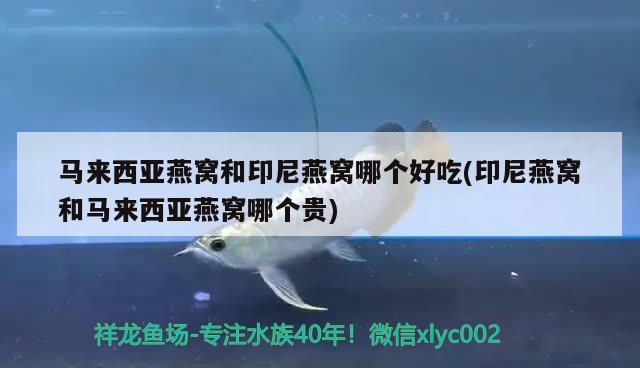 馬來西亞燕窩和印尼燕窩哪個好吃(印尼燕窩和馬來西亞燕窩哪個貴) 馬來西亞燕窩