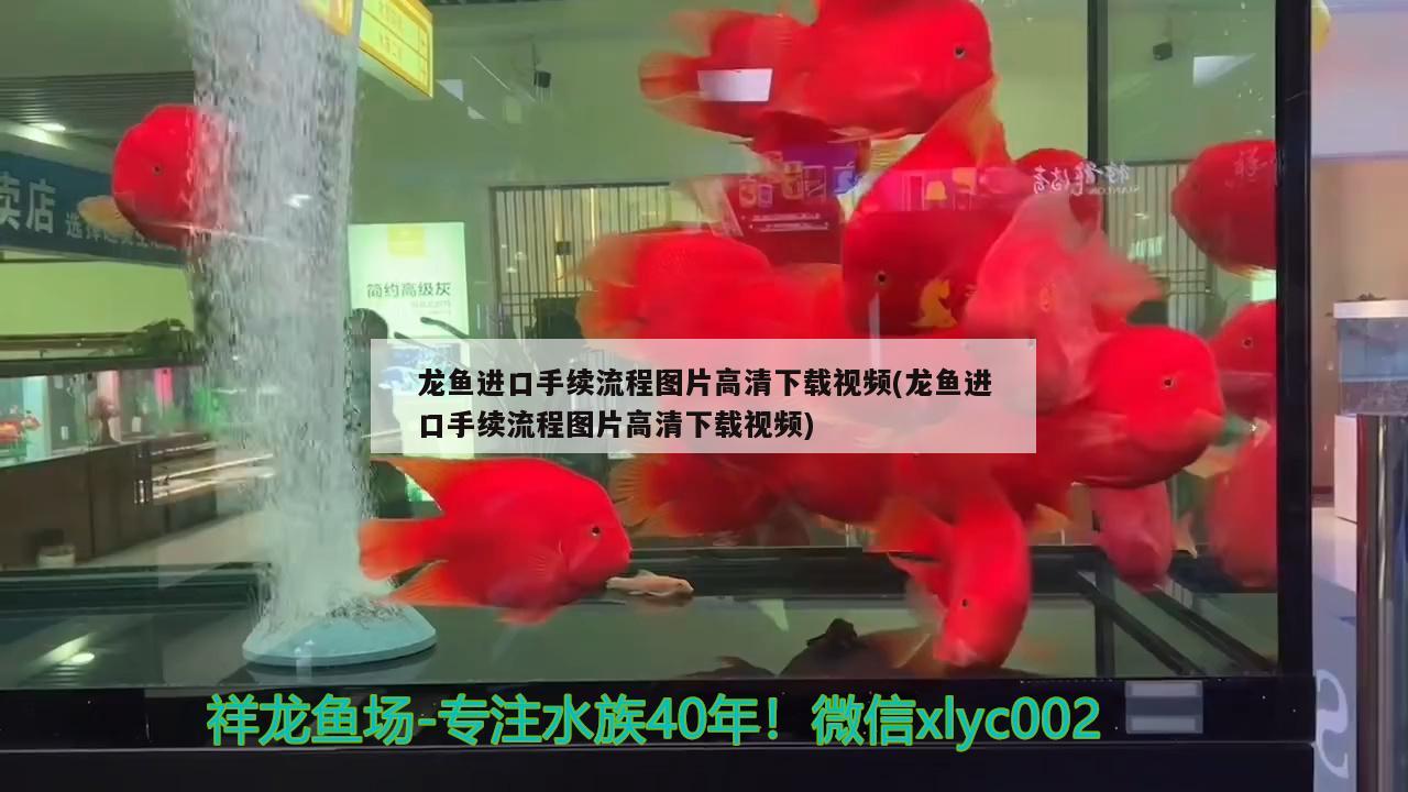 龍魚進口手續(xù)流程圖片高清下載視頻(龍魚進口手續(xù)流程圖片高清下載視頻)