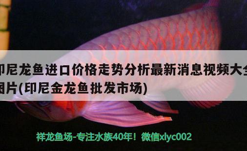 印尼龍魚進(jìn)口價(jià)格走勢(shì)分析最新消息視頻大全圖片(印尼金龍魚批發(fā)市場(chǎng))