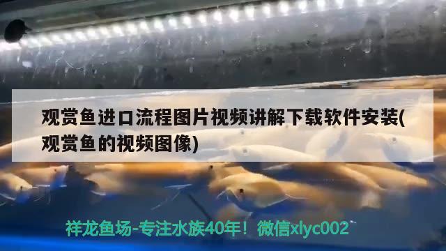 觀賞魚進(jìn)口流程圖片視頻講解下載軟件安裝(觀賞魚的視頻圖像)